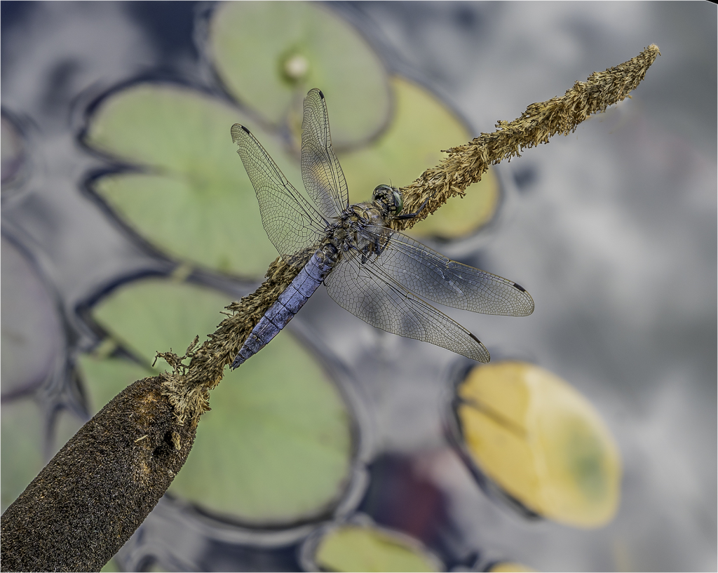 Keeled  Skimmer male0